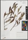 Foto von Salix salviifolia Brot.